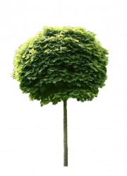 Klon pospolity 'Globosum' DUŻE SADZONKI Pa 200-220 cm, obwód pnia 12-14 cm (Acer platanoides)
